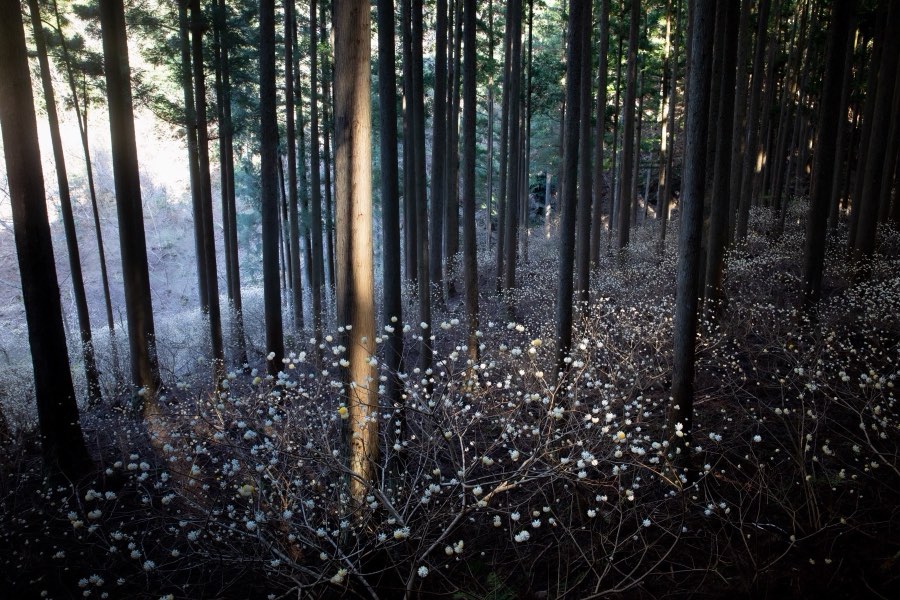 愛知県、2019年春、日本。撮影：Jordy Meow（7/11）