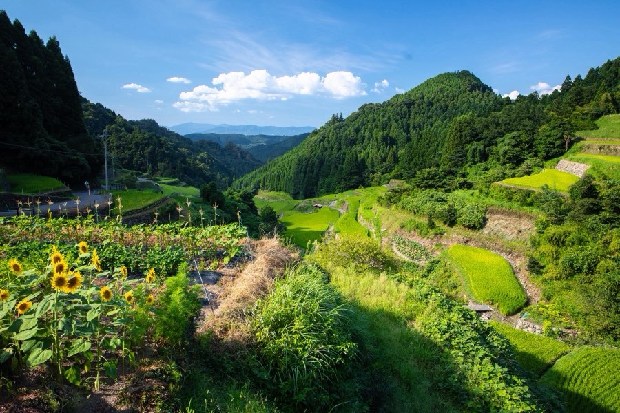 福岡県、2018年夏、日本。撮影：Jordy Meow（192/229）