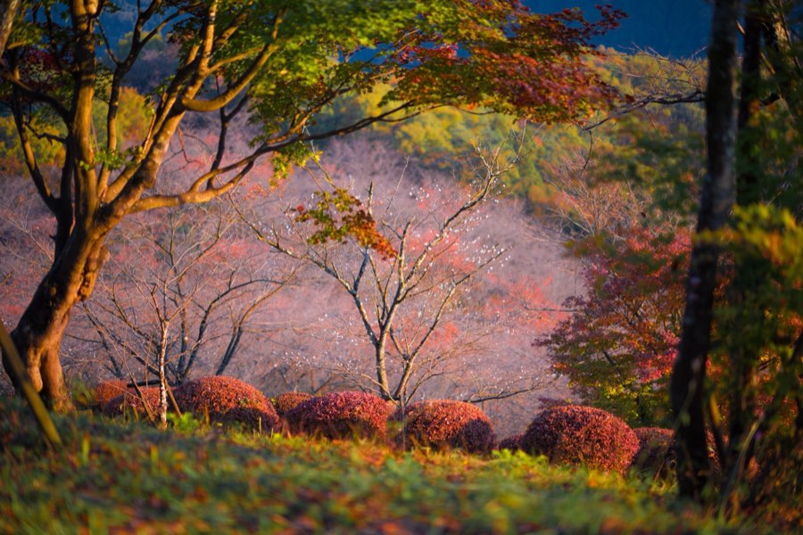群馬県、2013年秋、日本。撮影：Jordy Meow（26/27）