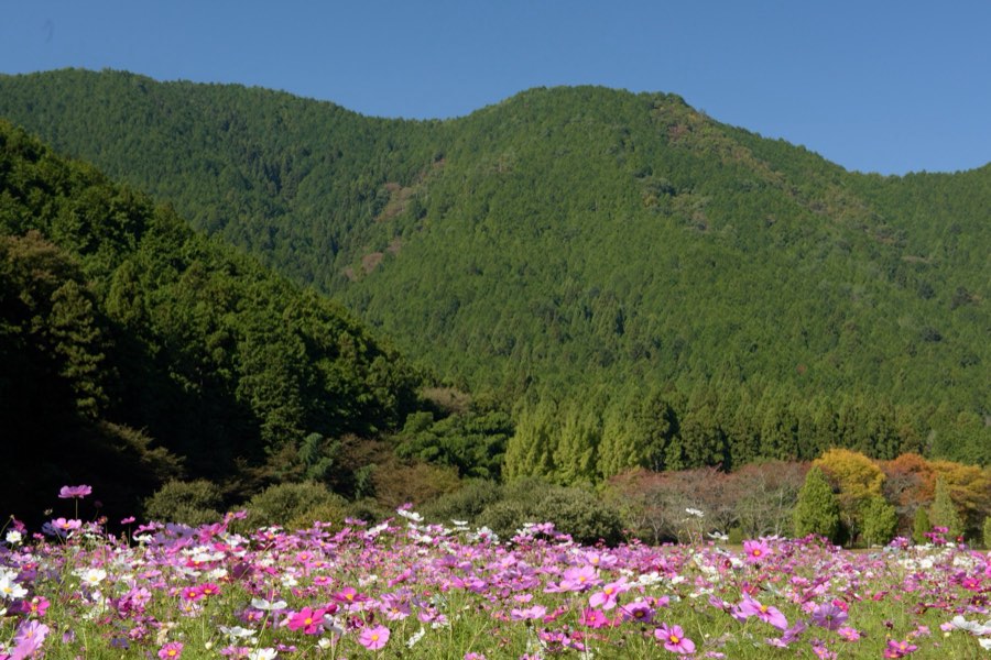 兵庫県、2015年秋、日本。撮影：Jordy Meow（12/13）