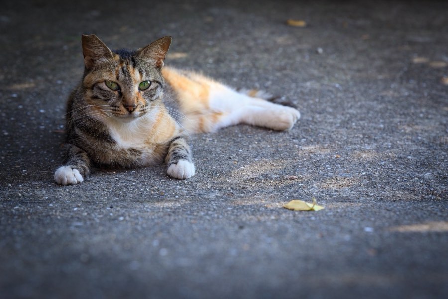 香川県、2018年夏、日本。撮影：Jordy Meow（7/25）