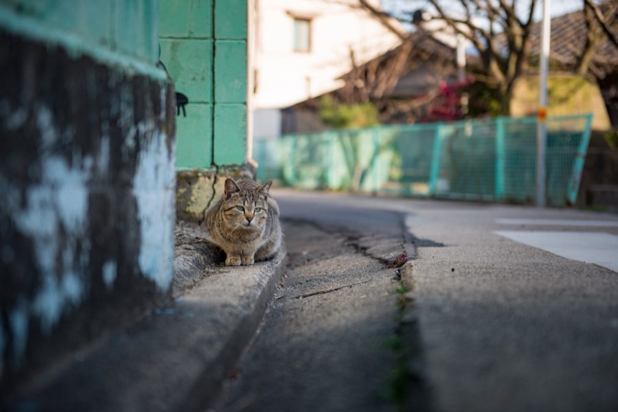 香川県、2016年春、日本。撮影：Jordy Meow（230/289）