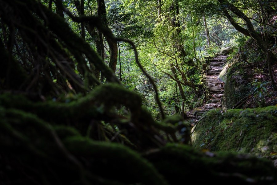 鹿児島県、2025年春、日本。撮影：Jordy Meow（274/289）