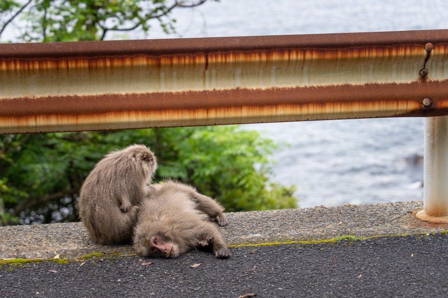 鹿児島県、2025年春、日本。撮影：Jordy Meow（279/289）