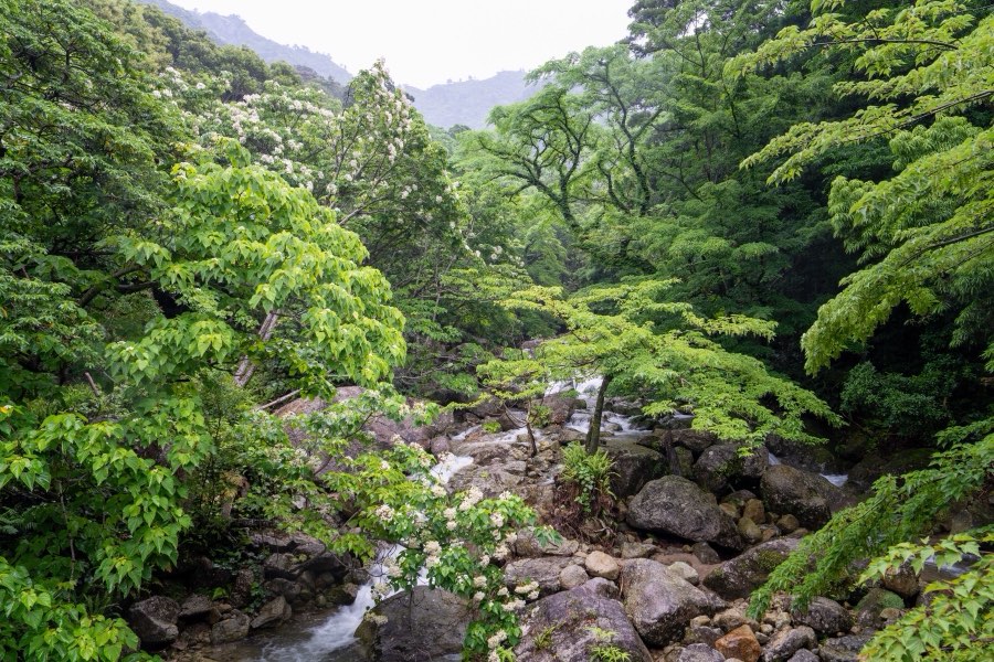鹿児島県、2025年春、日本。撮影：Jordy Meow（280/289）