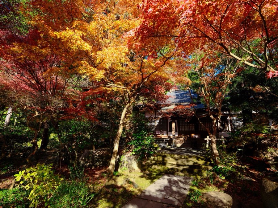 神奈川県、2021年冬、日本。撮影：Jordy Meow（82/116）