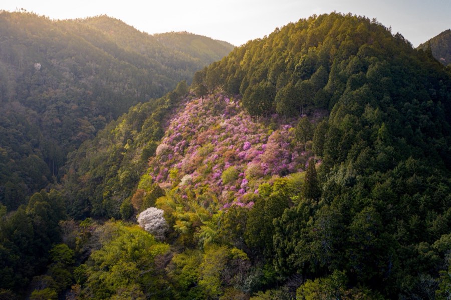 京都府、2019年春、日本。撮影：Jordy Meow（175/289）