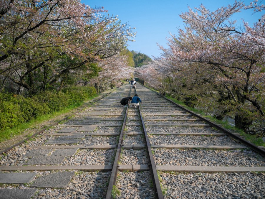 京都府、2020年春、日本。撮影：Jordy Meow（178/289）