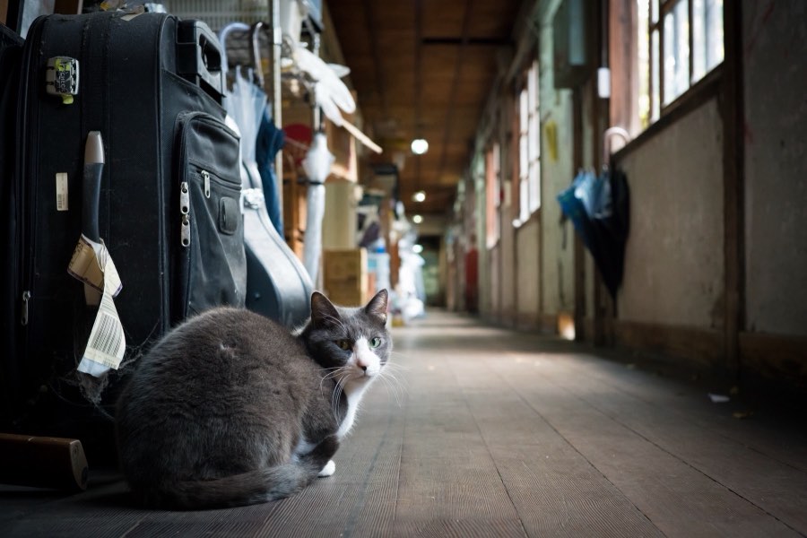 京都府、2016年秋、日本。撮影：Jordy Meow（27/28）