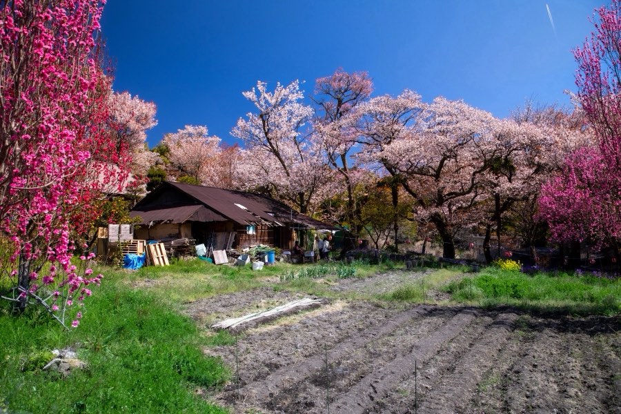 三重県、2019年春、日本。撮影：Jordy Meow（164/289）