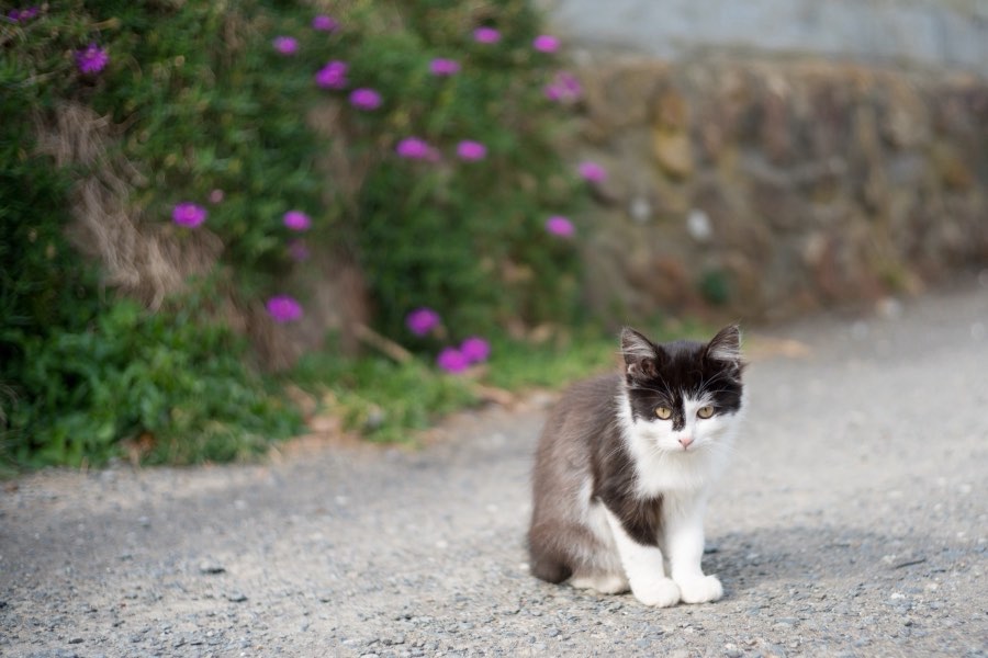 宮城県、2016年秋、日本。撮影：Jordy Meow（3/8）