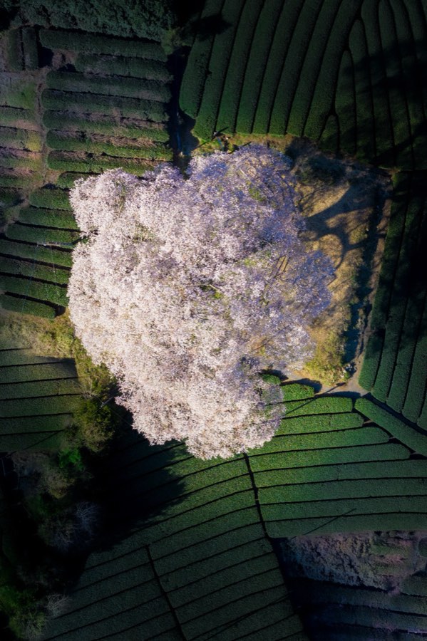 静岡県、2019年春、日本。撮影：Jordy Meow（144/289）