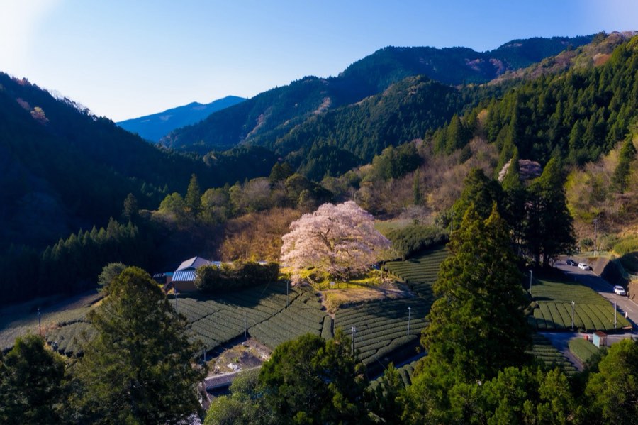 静岡県、2019年春、日本。撮影：Jordy Meow（145/289）