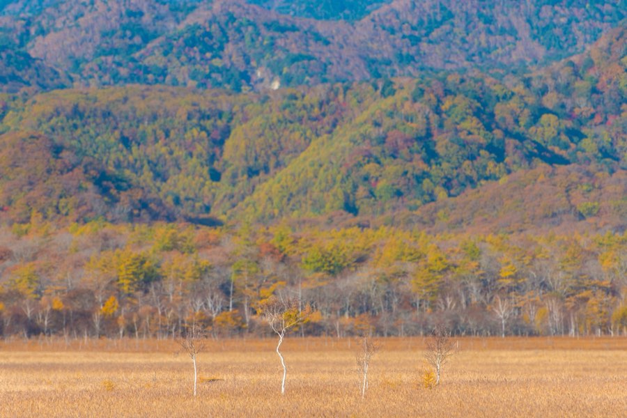 栃木県、2012年秋、日本。撮影：Jordy Meow（20/22）