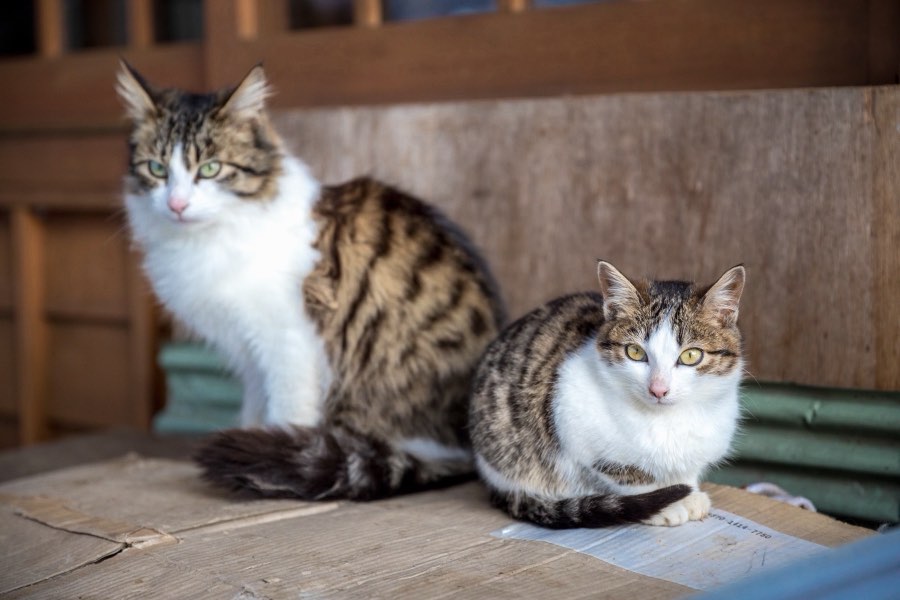 山形県、2017年冬、日本。撮影：Jordy Meow（54/116）