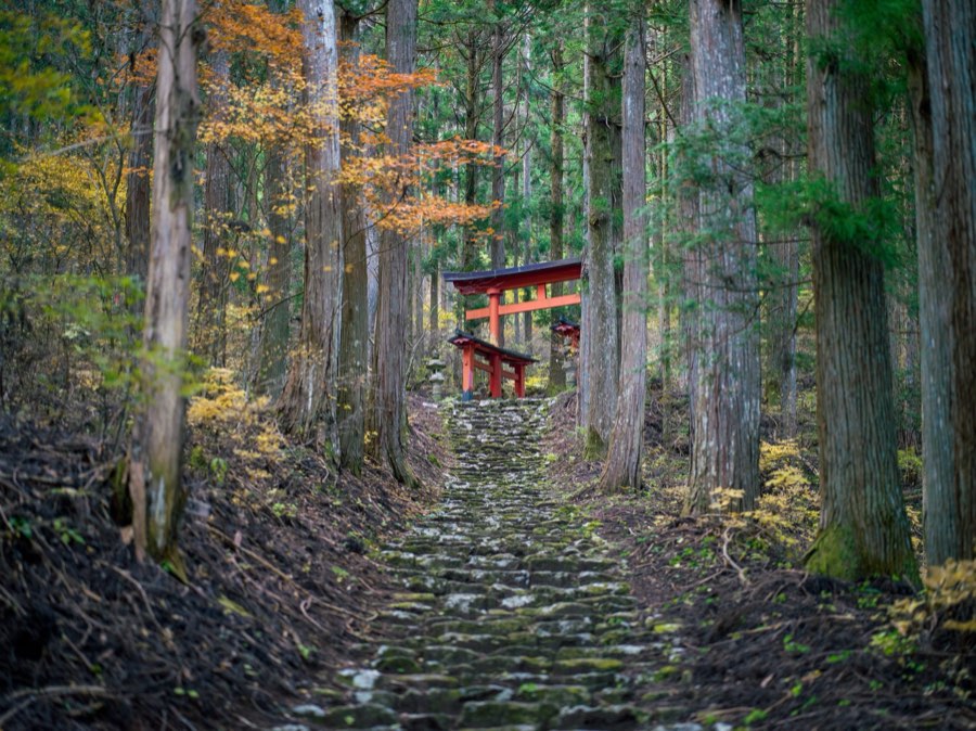 山梨県、2020年秋、日本。撮影：Jordy Meow（3/25）